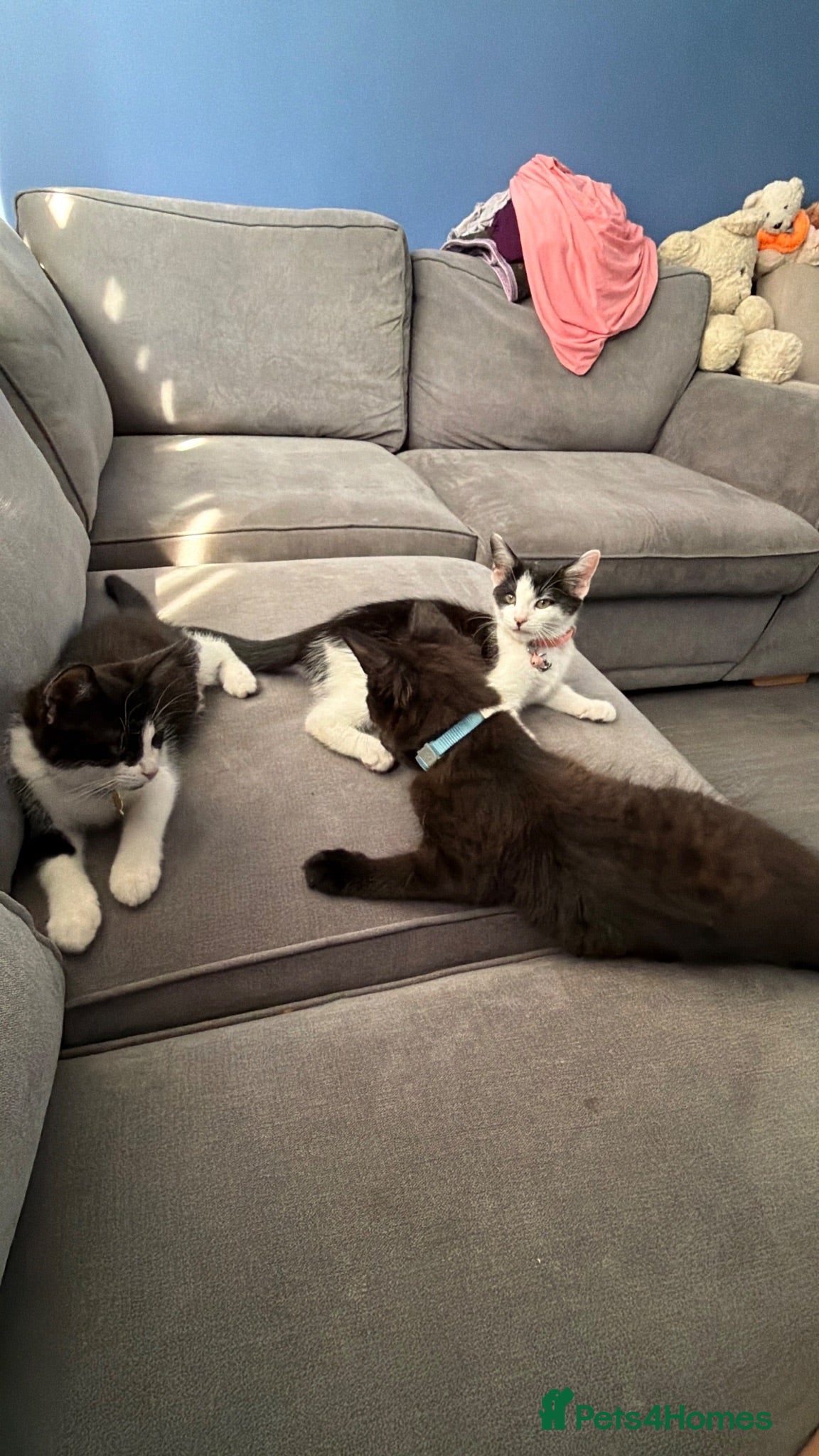 Mixed Breed cats 3 Beautiful Kittens Waiting For You.  - Advert 2