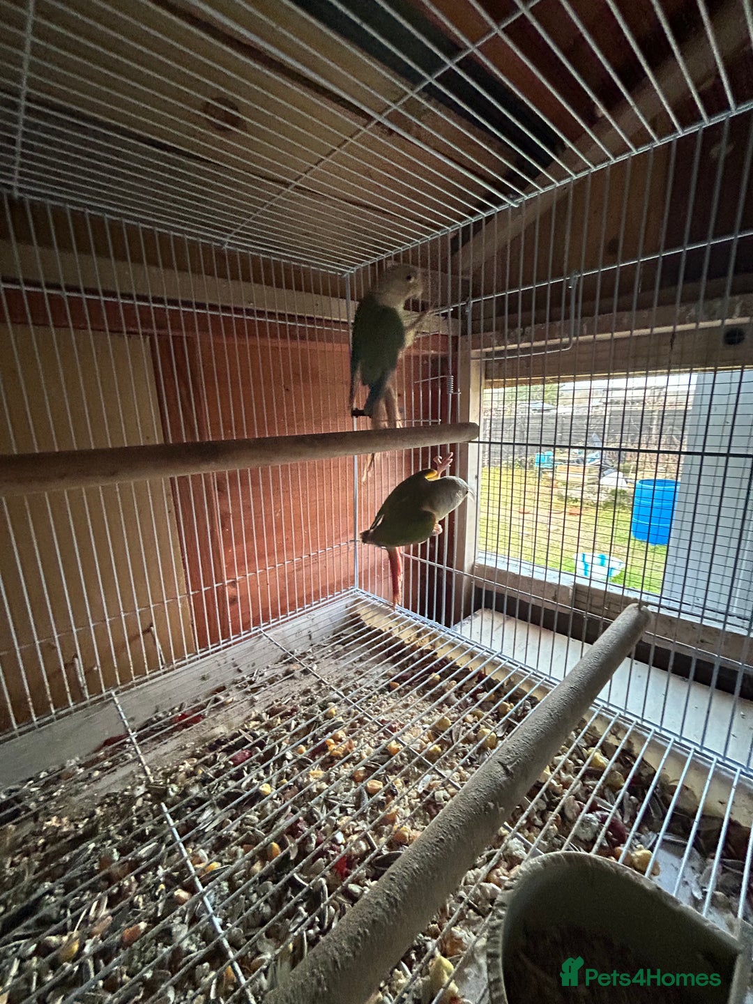 Conures birds for sale: Conures young pair  - Advert 7