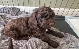 Cockapoo dogs for sale: Adorable chocolate cockapoos  - Image 11