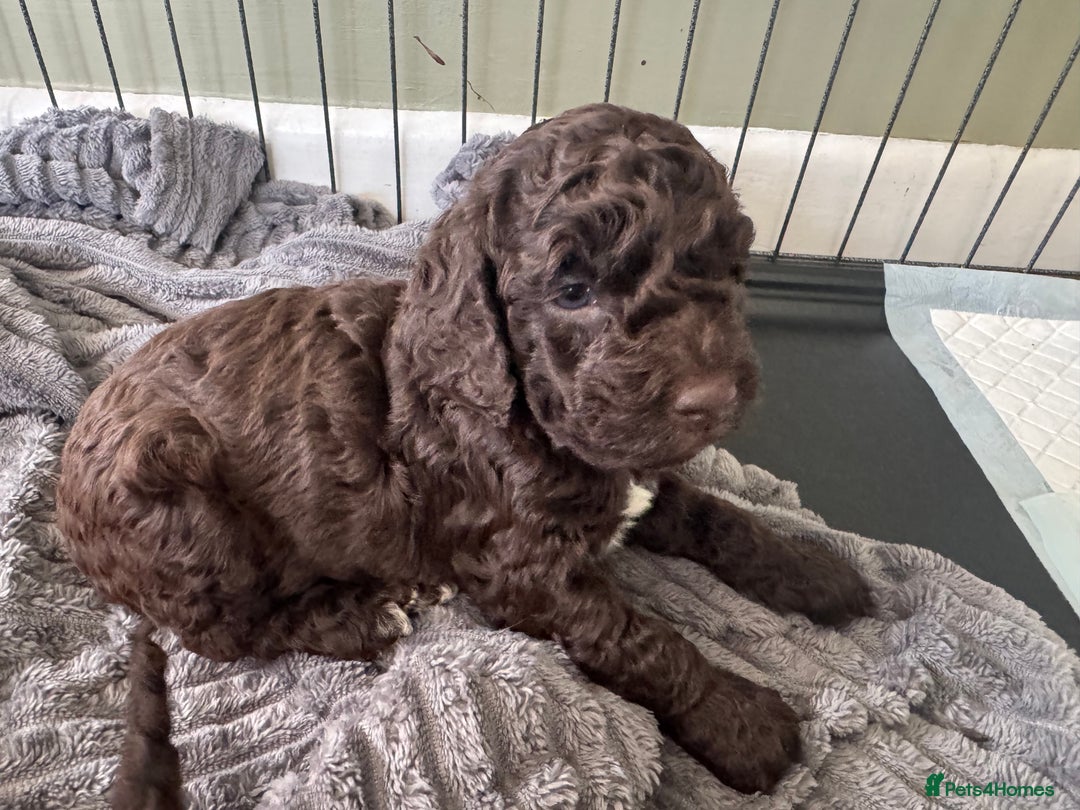 Cockapoo dogs for sale: Adorable chocolate cockapoos  - Image 11