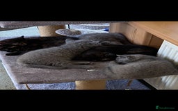 British Shorthair cats for sale: British shorthair kittens available 5 girls left  - Image 4