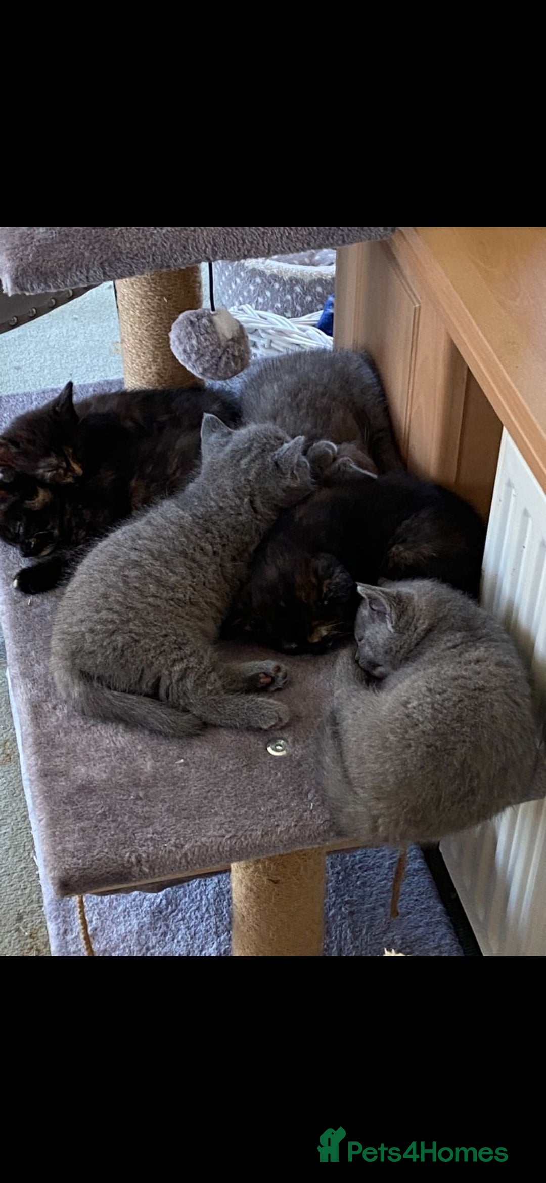 British Shorthair cats for sale: British shorthair kittens available 5 girls left  - Image 4