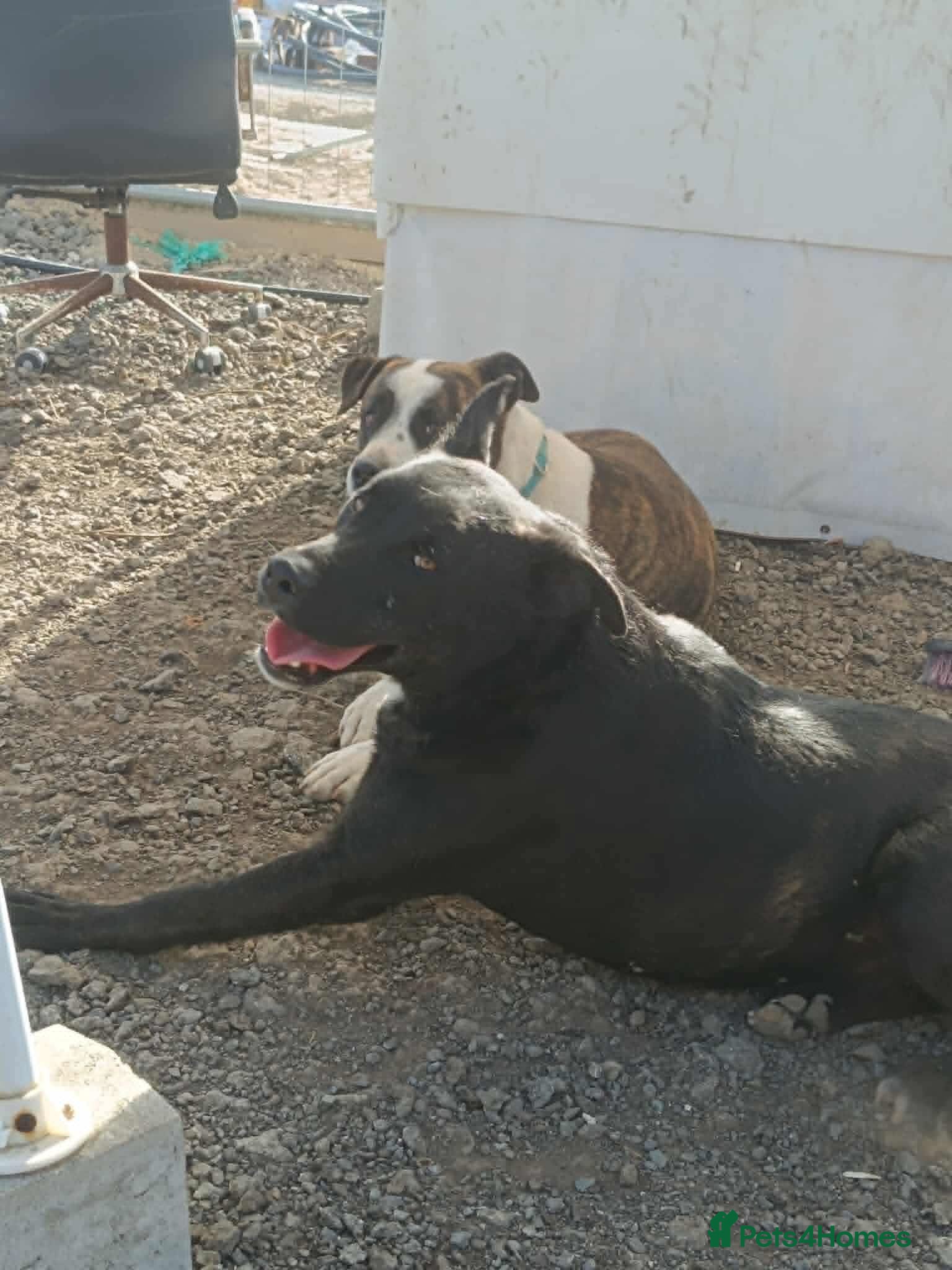 Mixed Breed dogs for adoption: Kofi foster or adopt please - Advert 10