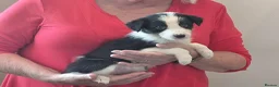 Mixed Breed dogs for sale: 8 healthy active collie pups in Cramlington - Advert 5