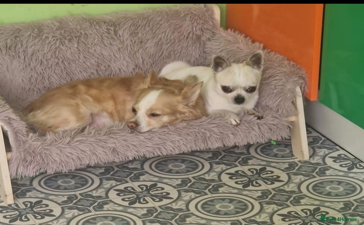 Chihuahua dogs - Advert 11