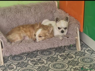 Chihuahua dogs - Advert 7