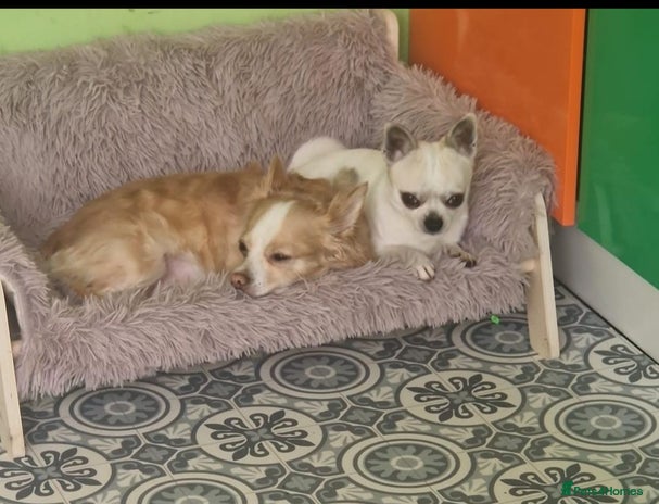 Chihuahua dogs - Advert 1