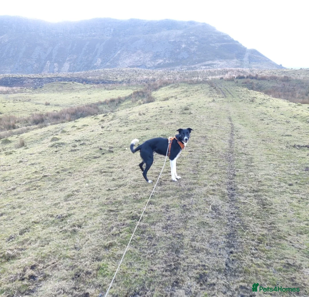 Mixed Breed dogs for sale: Rehoming adult dog - Advert 6