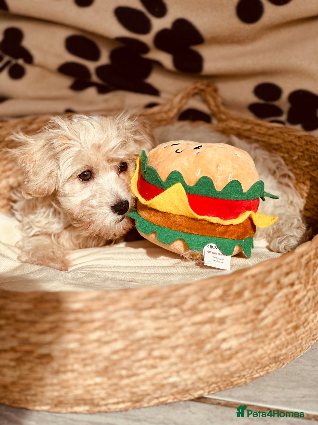 Maltipoo dogs for sale: F1 Toy Maltipoo puppys   - Image 14