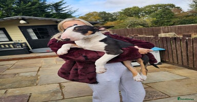 English Bull Terrier dogs - Advert 4