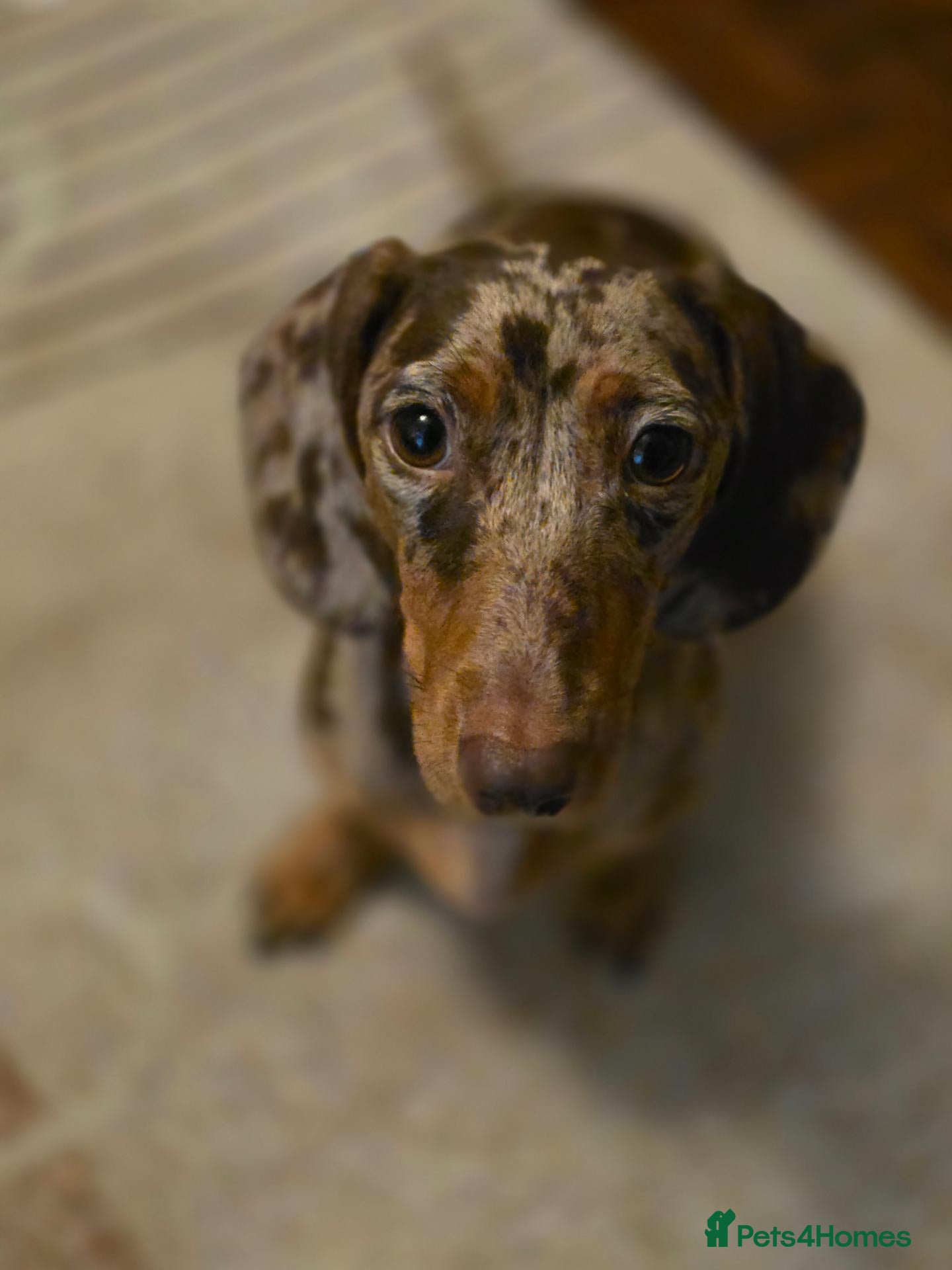 Miniature Dachshund dogs Stunning Little Sausages-Rare Coats, Loving Hearts - Advert 4