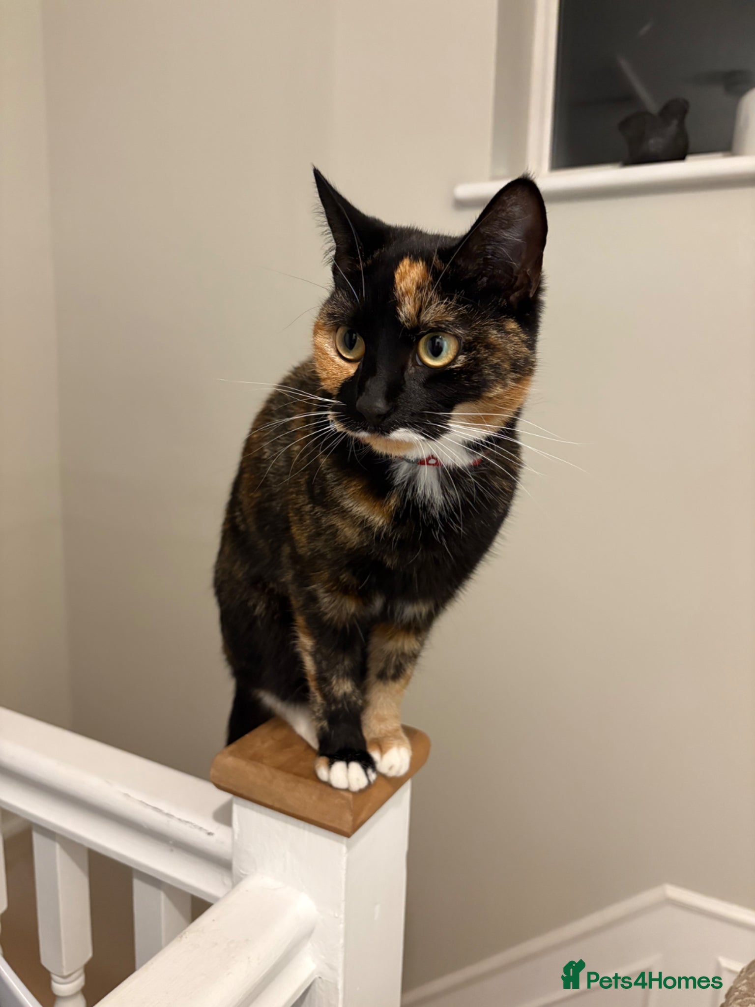 Domestic Shorthair cats Beautiful babies ready for there new homes! - Advert 5