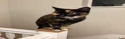 Domestic Shorthair cats for sale: Beautiful babies ready for there new homes! in Stowmarket - Advert 1