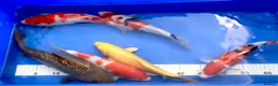 Koi Carp fish for sale: MASSIVE WINTER KOI SALE - 50% off - Advert 23