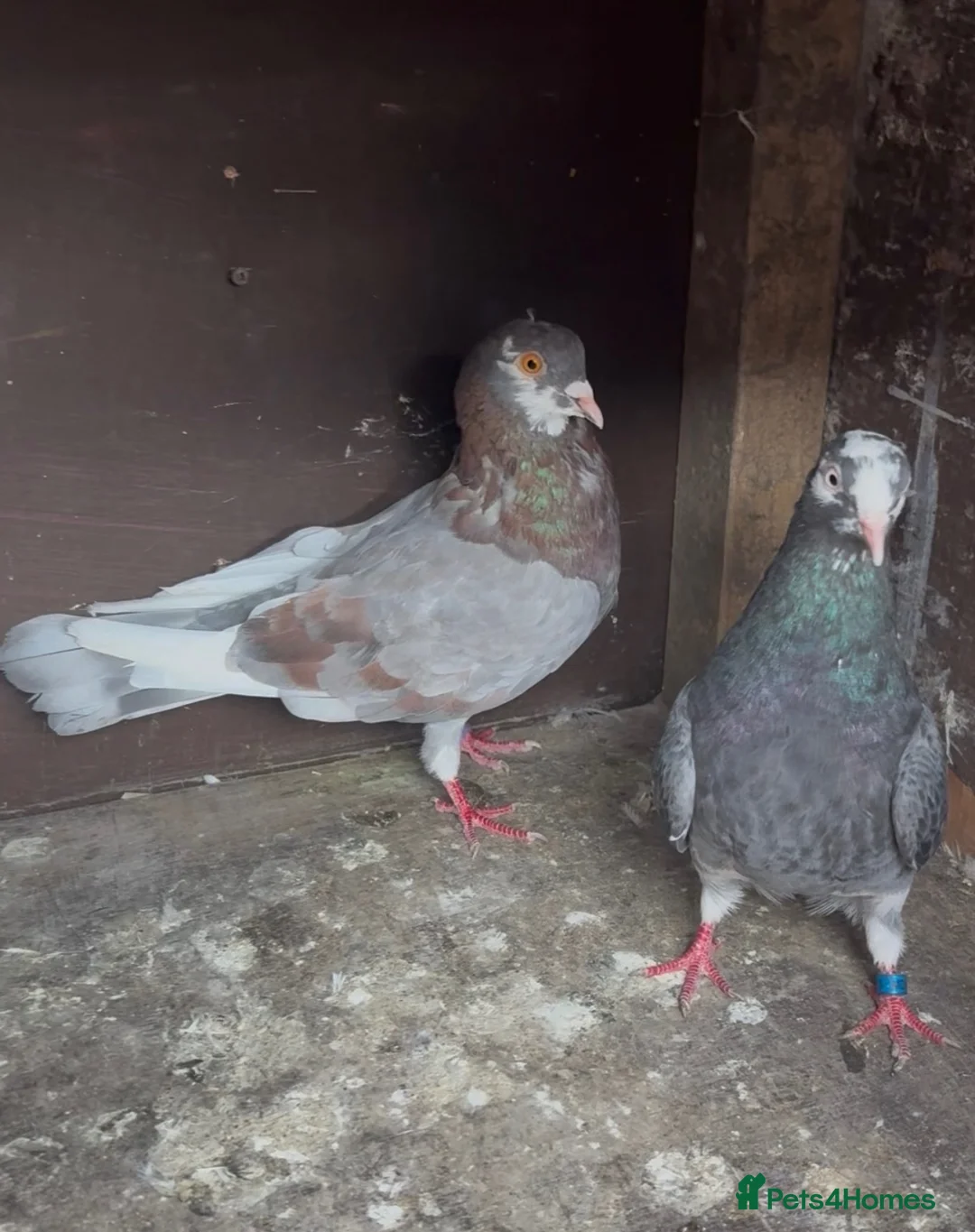 Mixed Breed livestock for sale: Pigeons  - Advert 2