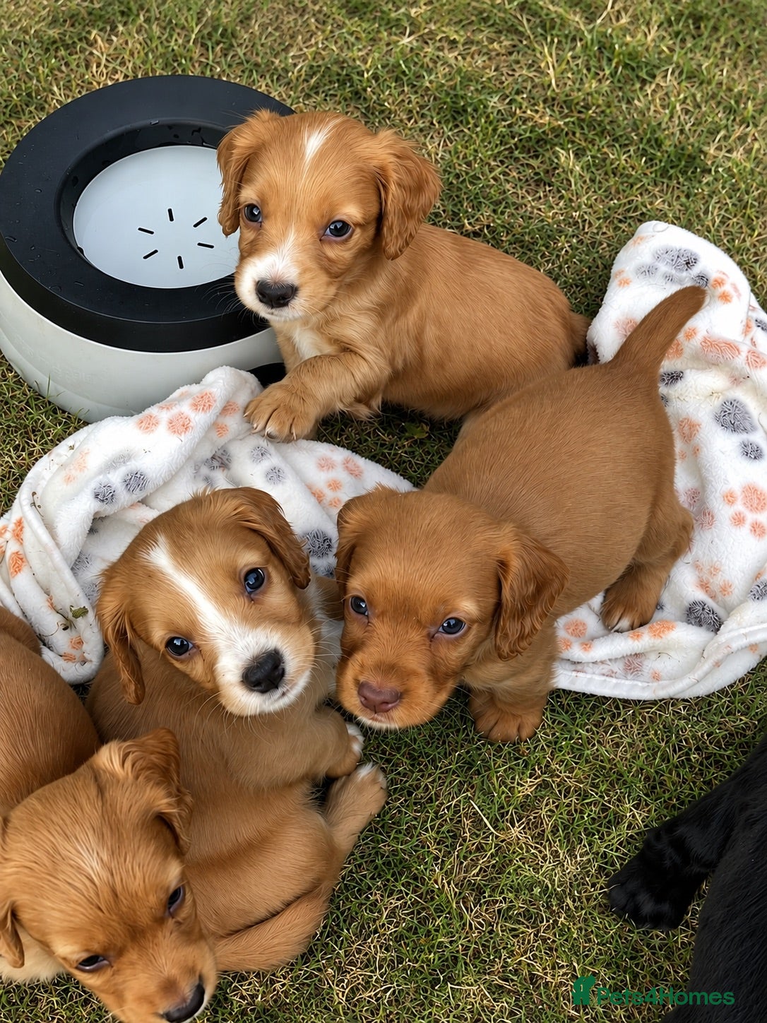 Cocker Spaniel dogs 5 ⭐️ Stunning Cocker Spaniel Puppies, KC,Vet check - Advert 1