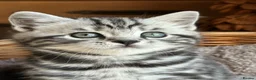 British Shorthair cats for sale: Beautiful litter ofBSH  Silver Tabby Kittens - Advert 1