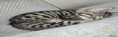 Mixed Breed 2Stunning Silver Tabby Kitten – Leopard Markings