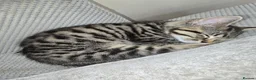 Mixed Breed cats for sale: Stunning Black Panther Kitten - Advert 6