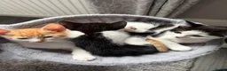Mixed Breed cats for sale: 5 lovely kittens for sale  - Advert 3