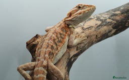 Bearded Dragon reptiles for sale: Bearded dragons hypo blue bar het trans  - Image 7
