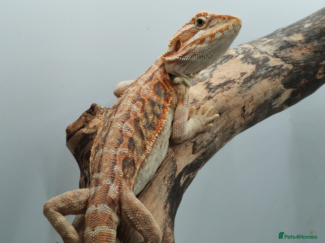 Bearded Dragon reptiles for sale: Bearded dragons hypo blue bar het trans  - Image 7