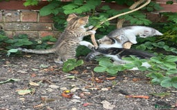American Shorthair cats for sale: Gorgeous girl!!!🥰 - Image 11