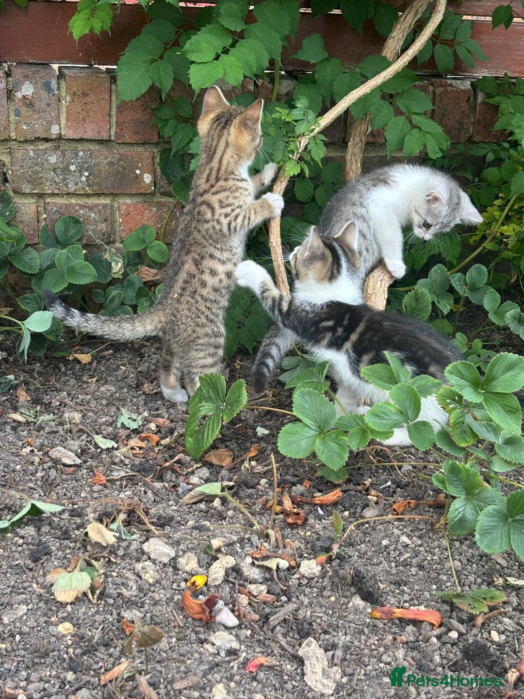 American Shorthair cats for sale: Gorgeous girl!!!🥰 - Image 11