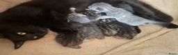 Mixed Breed cats for sale: Beautiful Kittens BSH Cross - Advert 1
