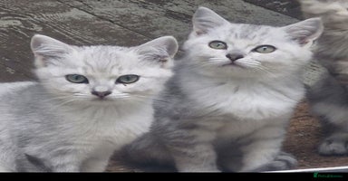 British Shorthair cats - Advert 6