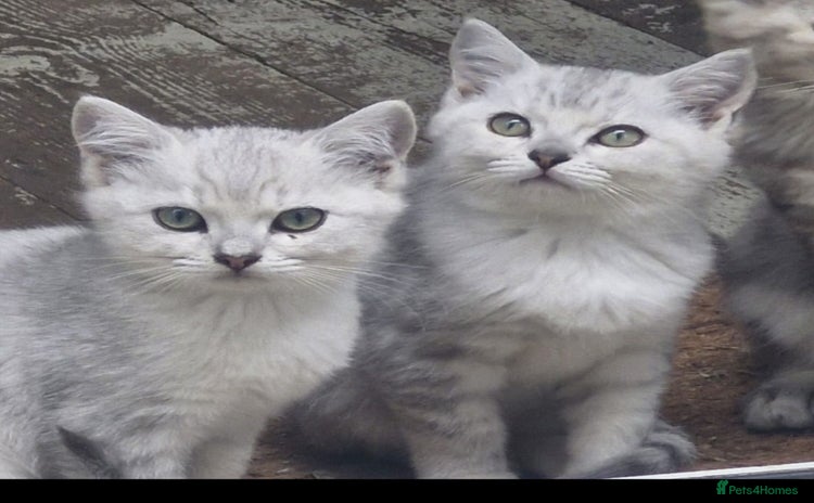 British Shorthair cats - Advert 16