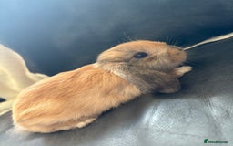 English Lop rabbits for sale: English lop rabbits  - Image 4