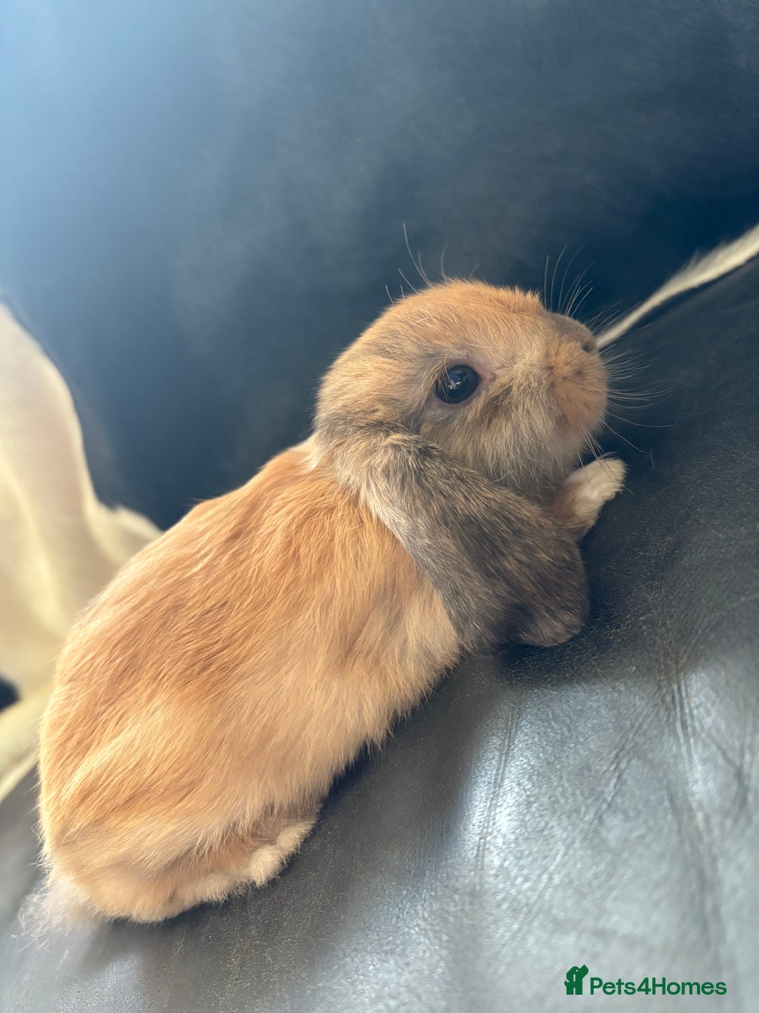 English Lop rabbits for sale: English lop rabbits  - Image 4