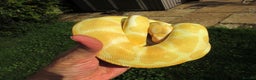 Python Snake reptiles for sale: Albino ball python male - Advert 2