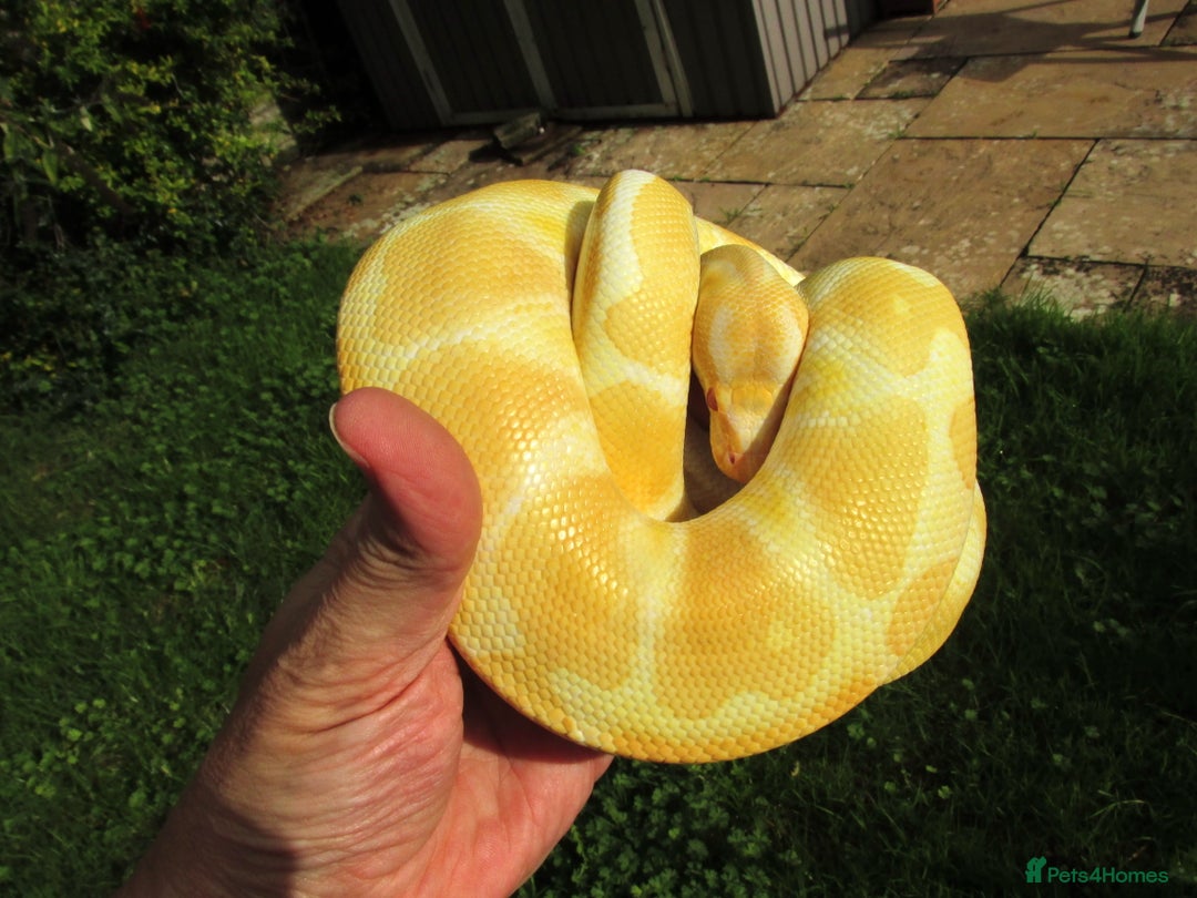 Python Snake reptiles for sale: Albino ball python male - Image 2
