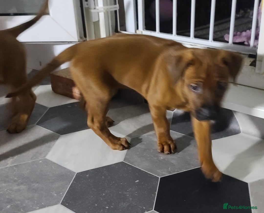 Rhodesian Ridgeback dogs for sale: Super chunky Rhodesian Ridgeback puppy - Image 8