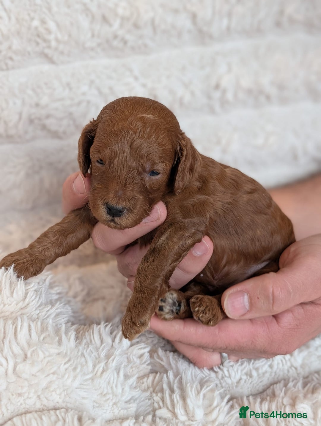 Cockapoo dogs for sale: Red Miniature Cockapoos – F1B - Advert 5