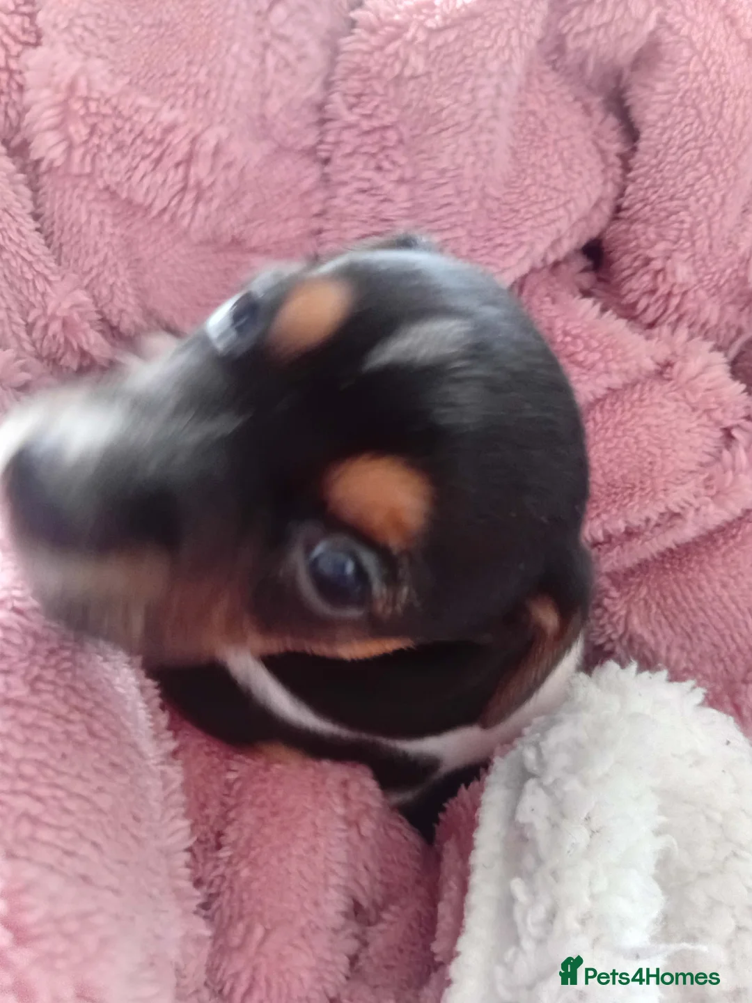Jack Russell dogs for sale: Full pedigree jack russell pups  in Middlesbrough - Advert 2