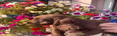 Cocker Spaniel 2