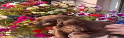 Cocker Spaniel dogs for sale: working cocker spanial pups for sale in Macclesfield - Advert 5