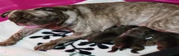 Frug dogs for sale: Beautiful female frug  - Advert 8