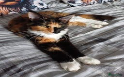 Maine Coon cats for sale: This is little Florence. - Image 3