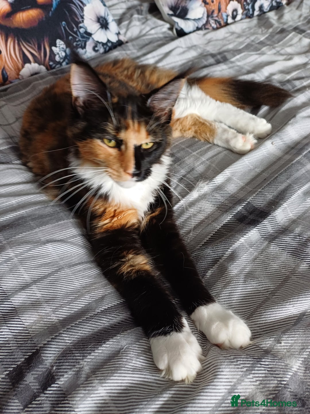 Maine Coon cats for sale: This is little Florence. - Image 3