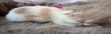 Lilac Tortie & White Bi Colour Girl