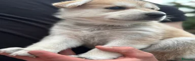 Yellow collar 