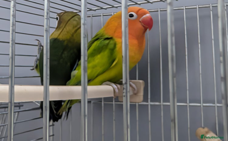 Lovebirds birds - Advert 3