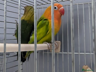 Lovebirds birds - Advert 1