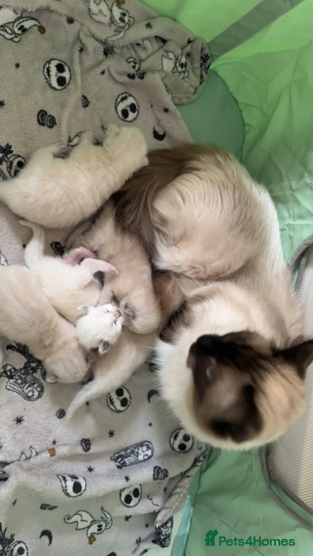 Ragdoll cats for sale: Beautiful seal point ragdolls - Advert 1