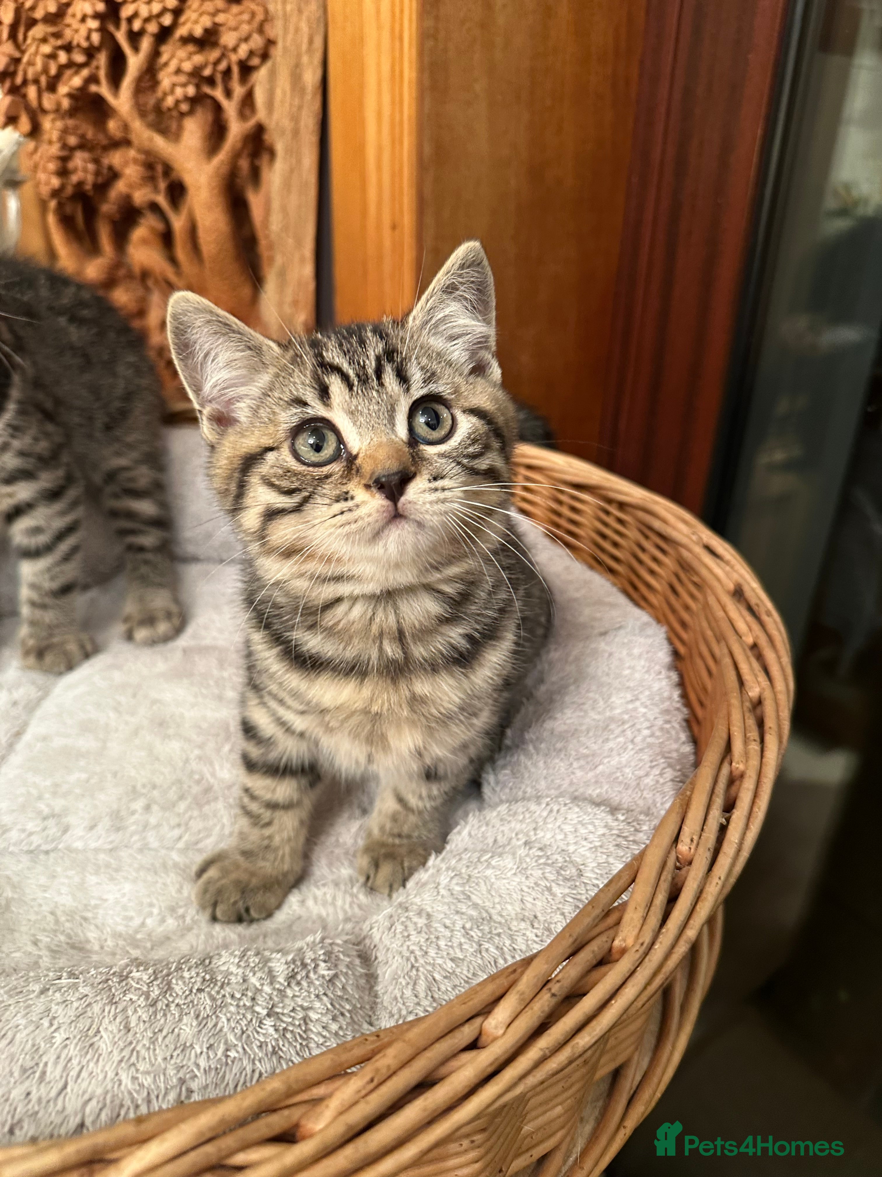 British Shorthair cats BSH Chocolate spotted kitten 13 weeks old  - Advert 1
