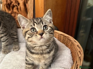British Shorthair cats BSH Chocolate spotted kitten 13 weeks old - Advert 4